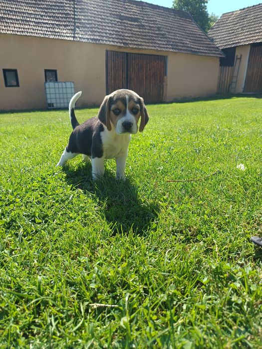 Cățel Beagle Tricolor