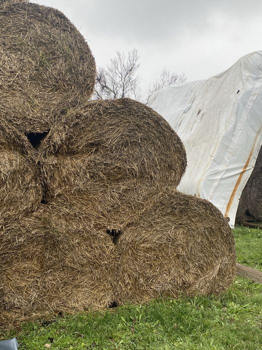 Baloti de paie de grau