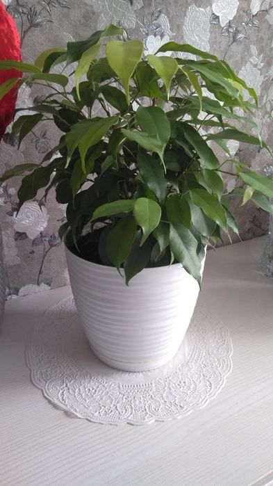 Фикус Голден маник