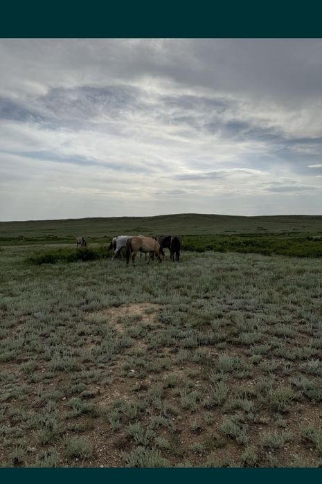 Жер сатылады. Участок