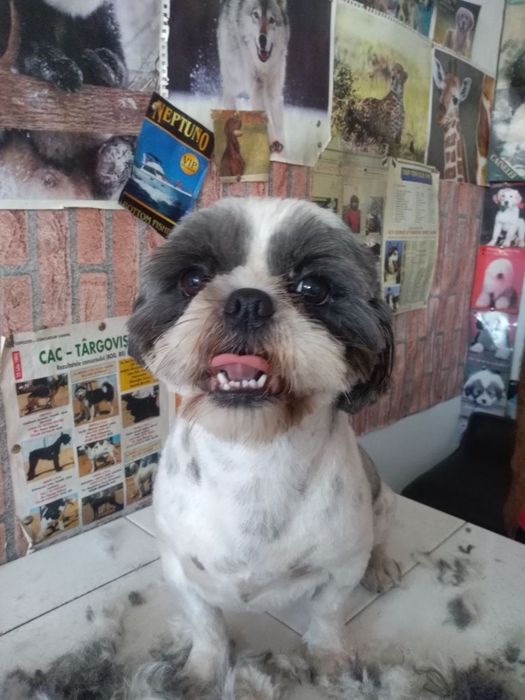 Tuns caini, pisici, iepurasi,rapid, calitate Fără programareși Duminic