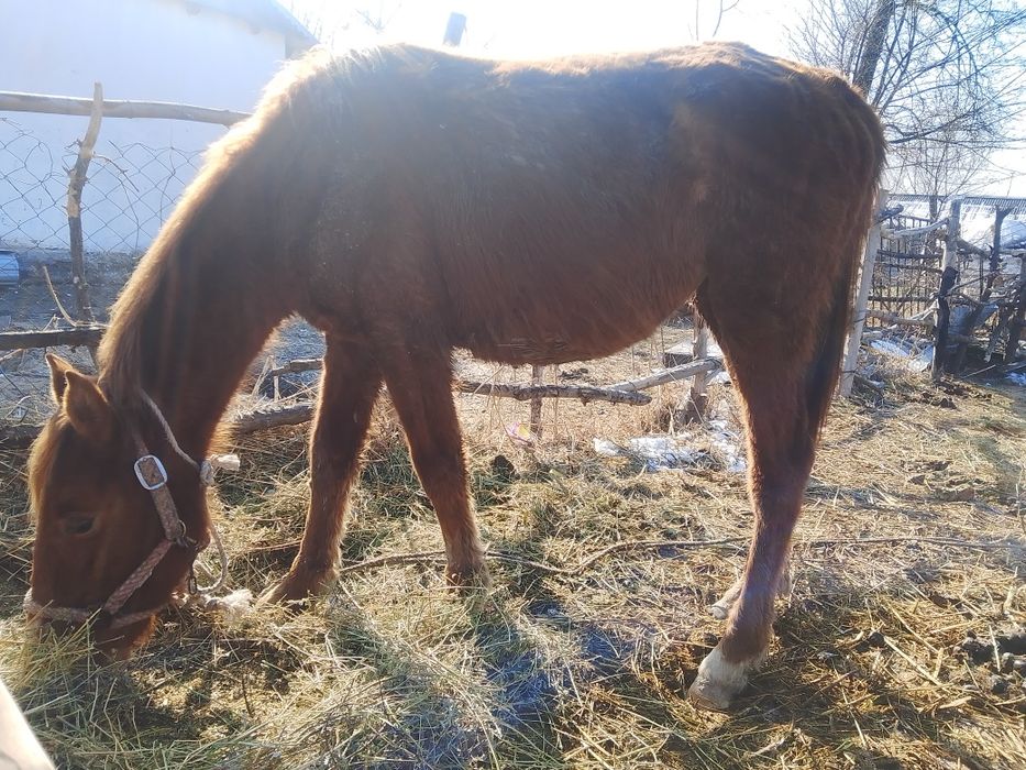 Ассаламуагалейкум полтарашка ургашы