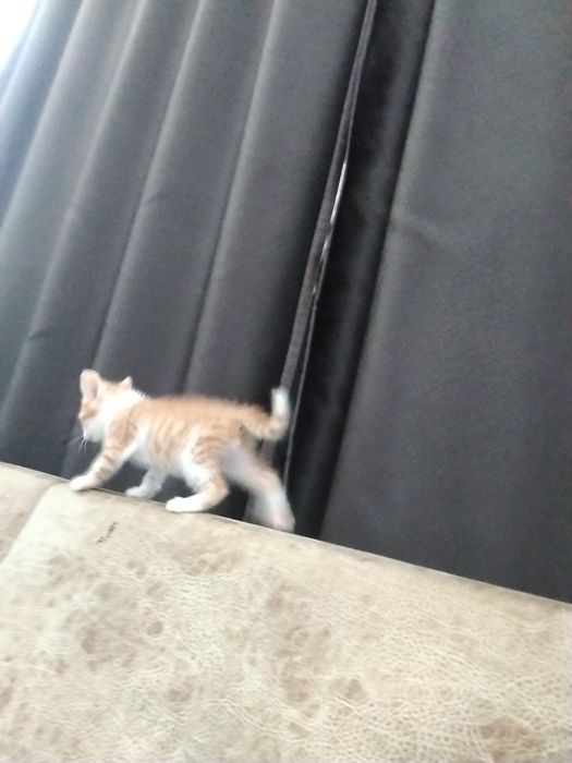 Одам кота в добрые руки