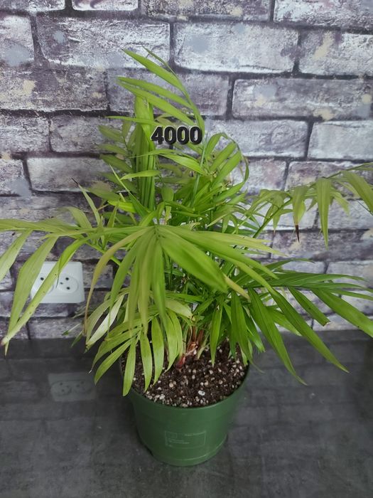 Продам комнатные растения