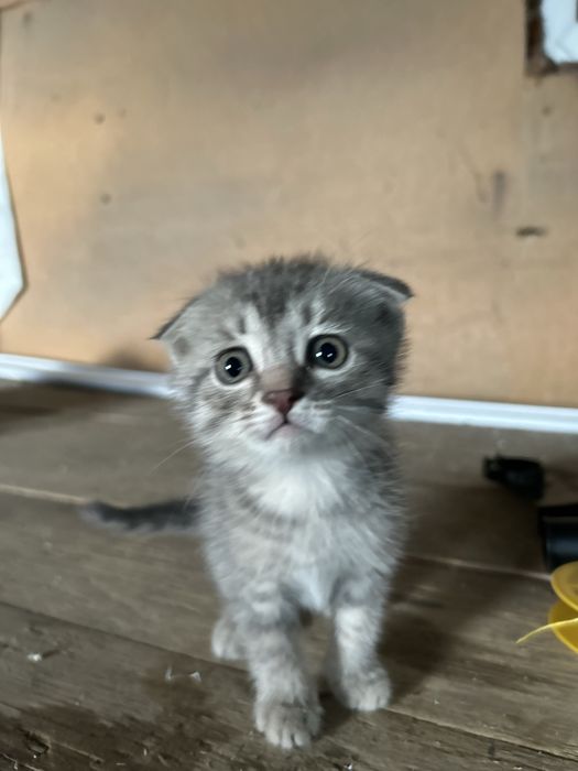Шатланская котята девочка