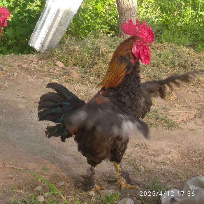 Xoʻrozlar soni 2 ta