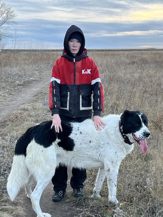 Продам кобеля алабая Линии Карабаса