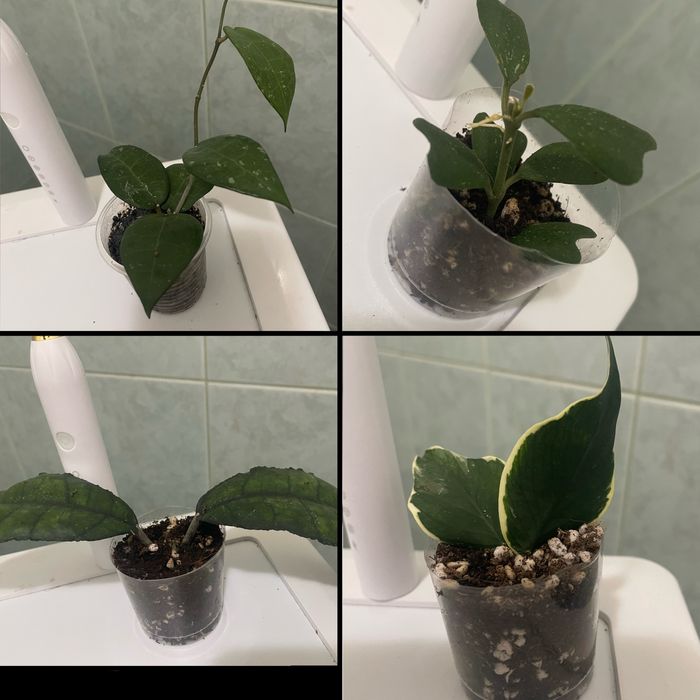 продаются укоренённые черенки хои