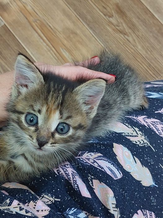Отдадим в хорошие руки двух котят, мальчики