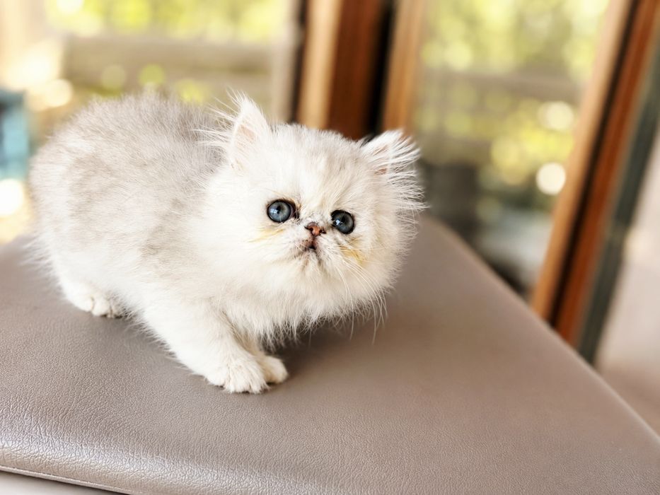 Pisicuță persana shaded silver, pedigree, deosebita, crescuta cu multa dragoste
