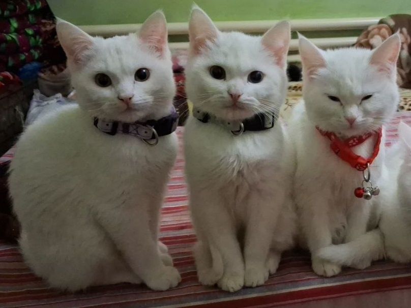 Белоснежные коты