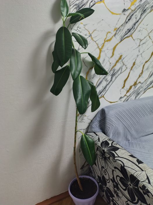 Продам фикус домашний