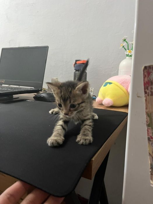 Отдам  котята домашние