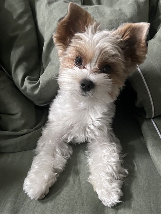 Вязка Бивер йорк