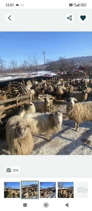 Vând 80 de oi afata