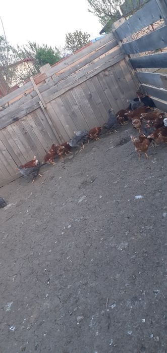 Puicuțe porumbac,negre,roșii