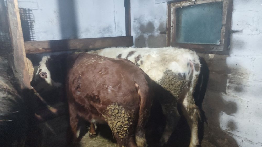 Продам 3 быков и 1 телку