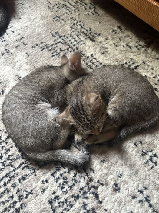 Отдам даром котят в хорошие руки