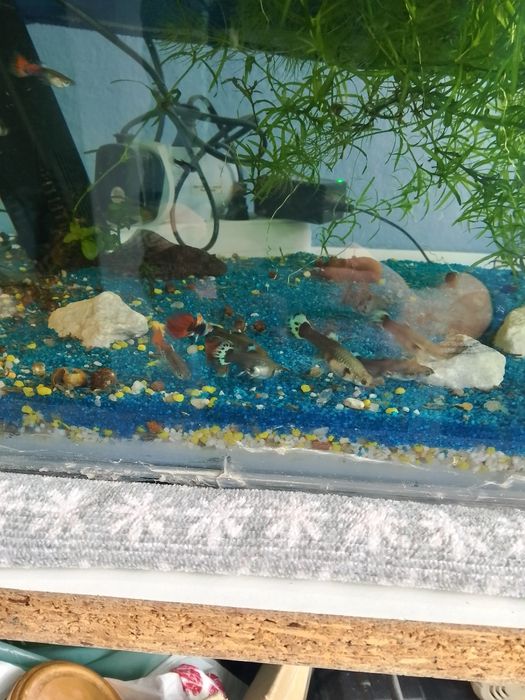 Văd pești  gupy  sunt pui 2016