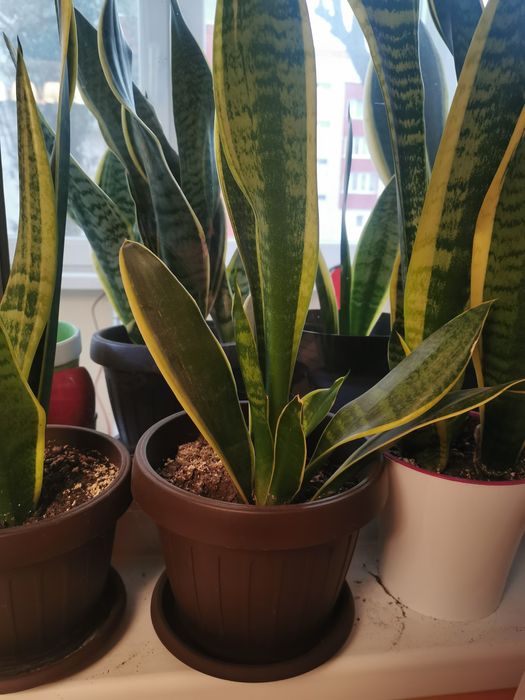 Planta/   Sansevieria Trifasciata - Limba Soacrei