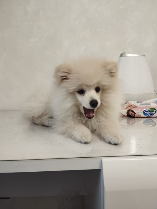 Померанский Шпиц 3 месяца.