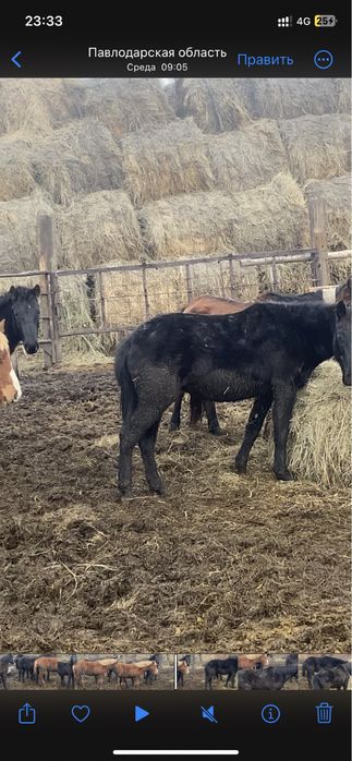 Продам 9 голов құнан 2 летки