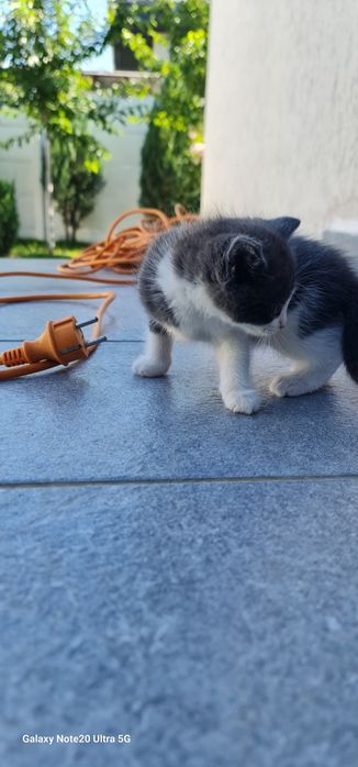 Pisicute de adoptat