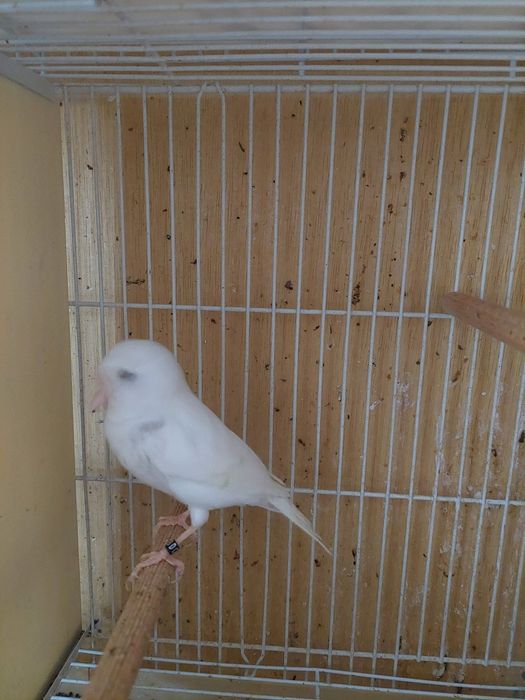 Canari slavujar inelati 25.băieți