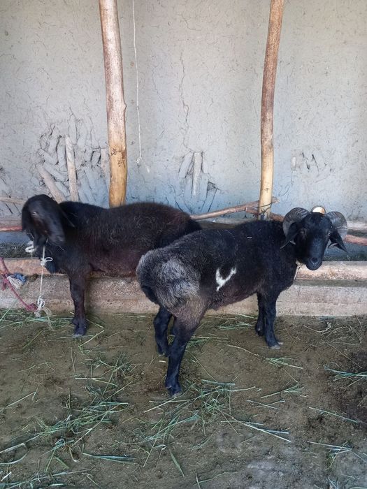 2dona boqilgan quchqor sotaman