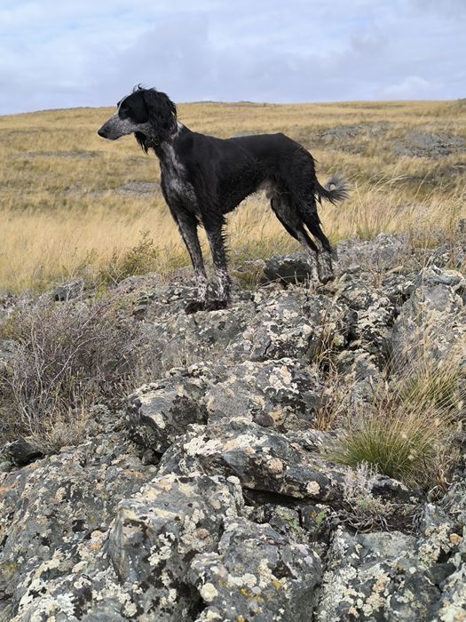 Кумай тазы! еркек!