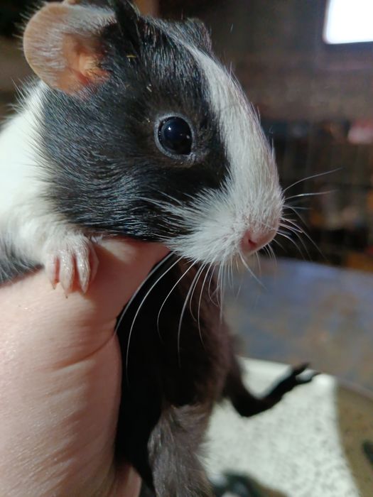 Vând porcușori de guineea pui