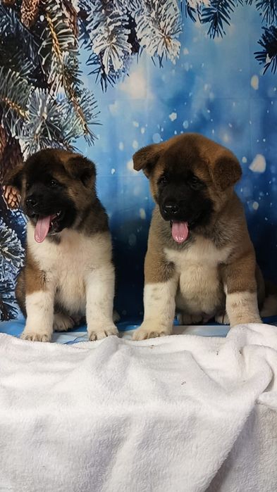 Американские Акиты мальчики