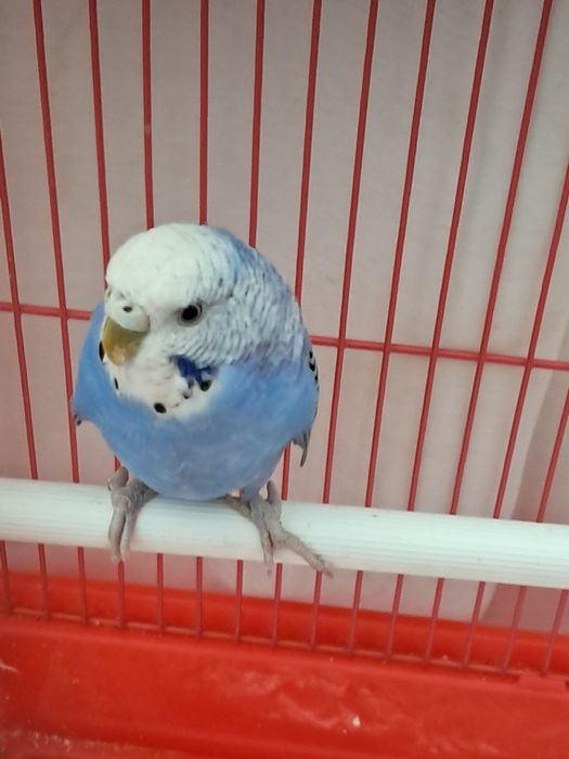 Vând perus criminal