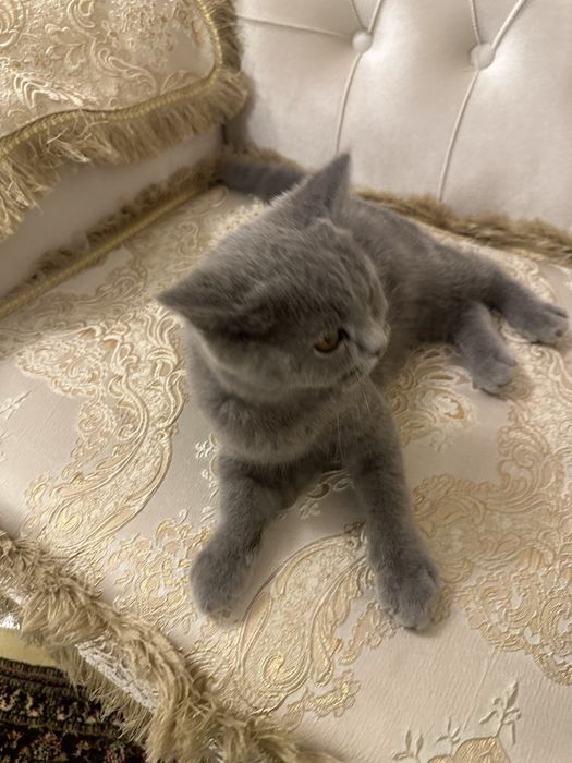ПРОДАЕТСЯ!!! Британская Короткошерстная кошка. Девочка