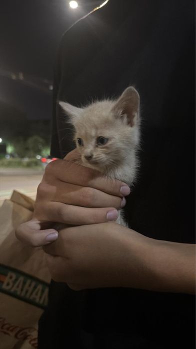 Котята бесплатно