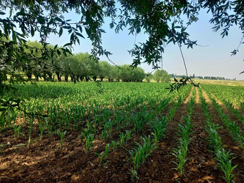 Uchastka sotiladi Buka tuman Bo’ston xojaligi
