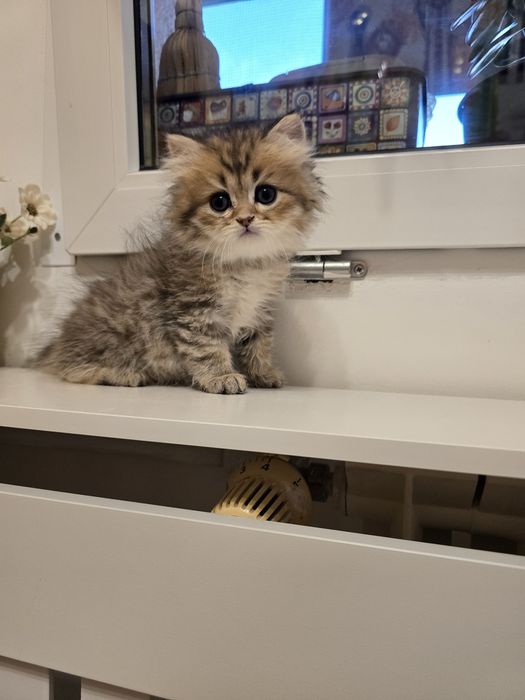 Pui pisică british longhair