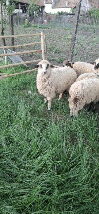 Miei grași de vânzare
