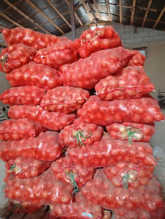 Продам лук репчатый