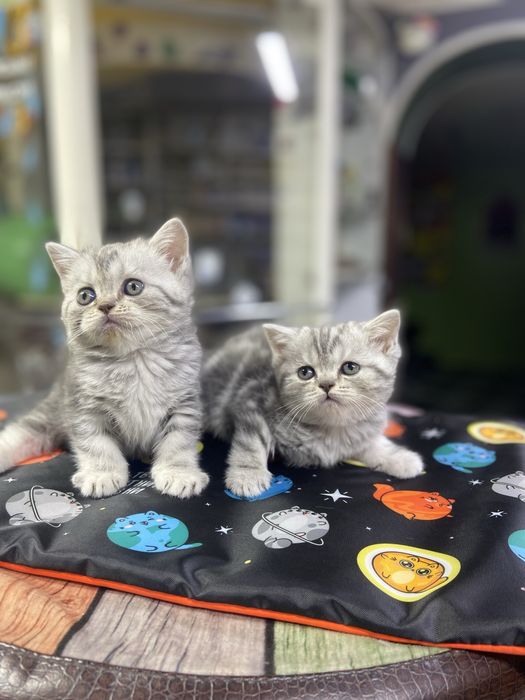 Котята британцы из питомника!