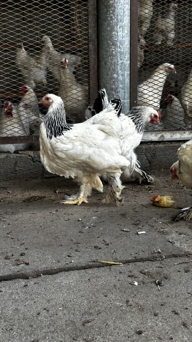 Брама - яйца для инкубации