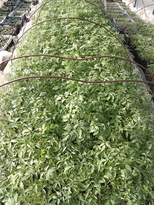 Продам рассаду помидор, перцев, баклажан!!