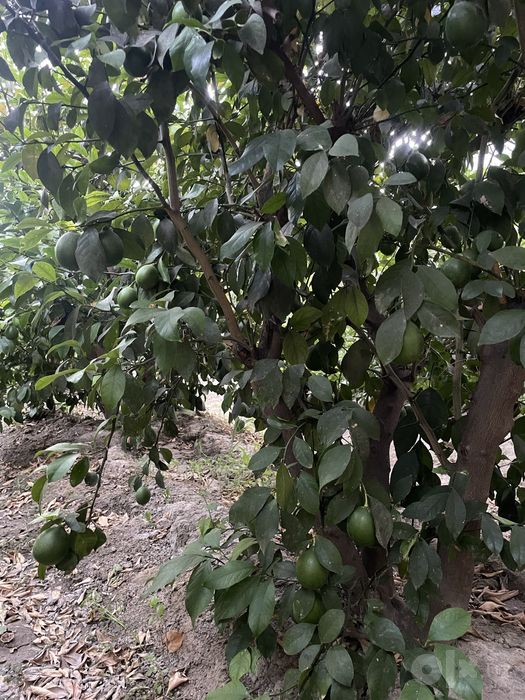 Limon daraxti (serhosil) sotiladi