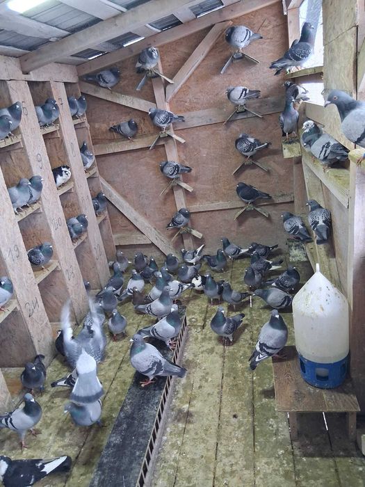 Disponibili porumbei 50 lei bucata