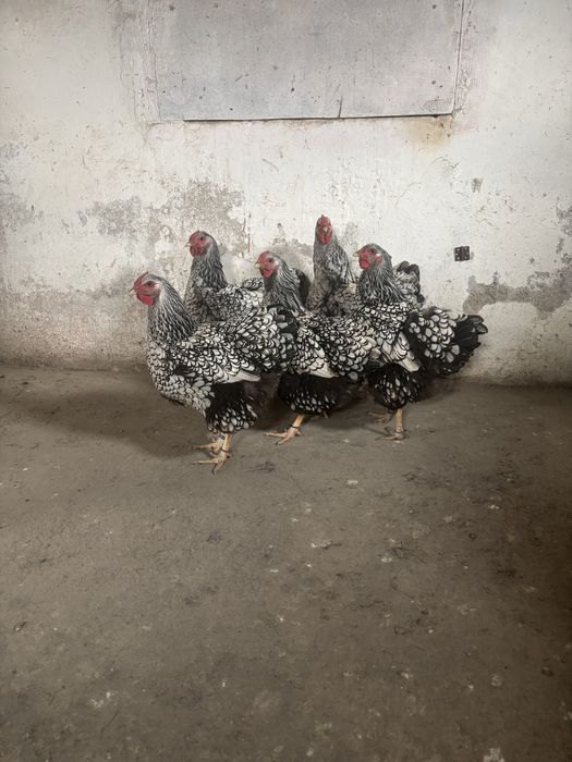 Vand gaini wyandotte argintiu