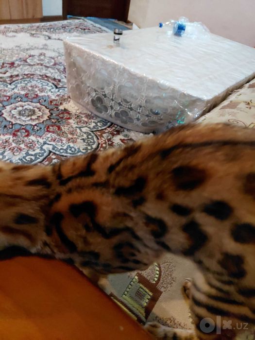 Элитная клубная Бенгальская кошка чистой золотистой породы СРОЧНО!