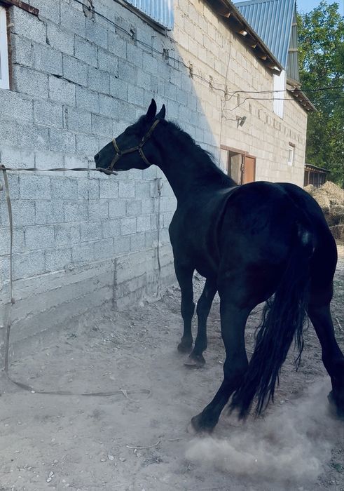 Продам Кобыла Трёх летка