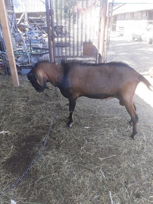 Vand tap,iedut si capra