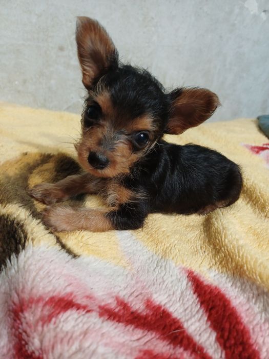 Продам щенков йорка. Помесь.