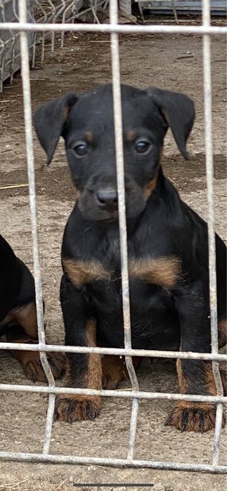 Jagd terrier JagdTerrier